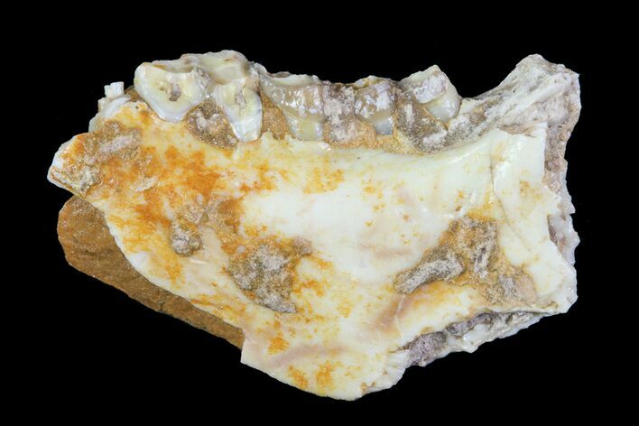 Oligocene Ruminant (Leptomeryx) Jaw Section #70089